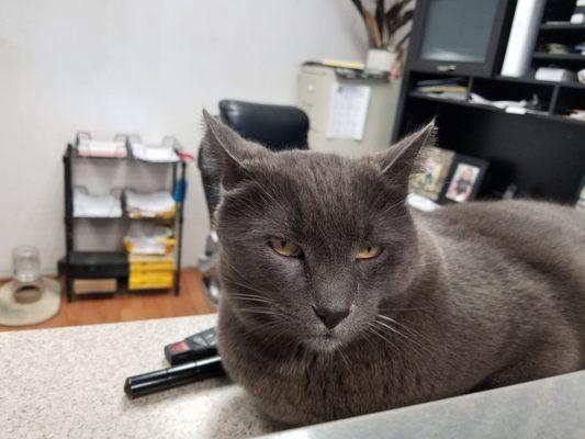 This is Rocky, a shop Kitty, and he's SO cute!