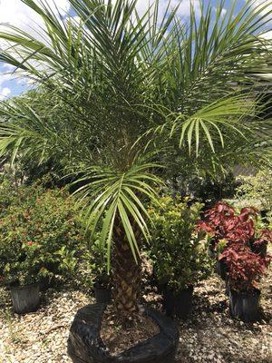 Sale pigmy date palm trees