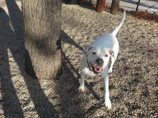 Roscoe "I pee on every tree" Domino