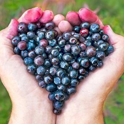 'Huckleberry Heart' by John Ashley. Summer in the great northwest means two things - purple fingers and  wild huckleberries.