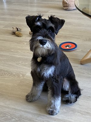 Mini schnauzer grooming