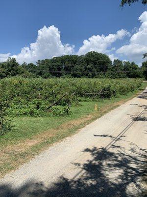 Blueberry fields