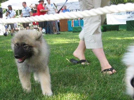 Pride of Pets Dog Show, 2007