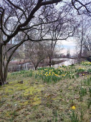 Daffodils and litter and beautiful view