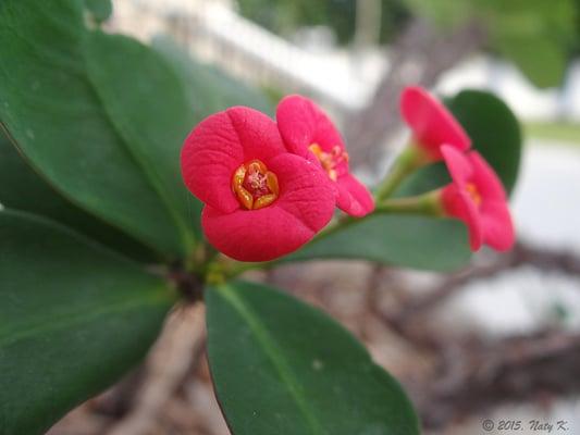 Crown of Thorns originated in Madagascar.