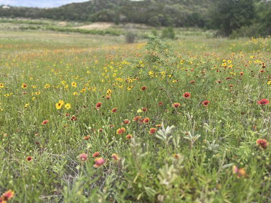 Hiking trails in bloom