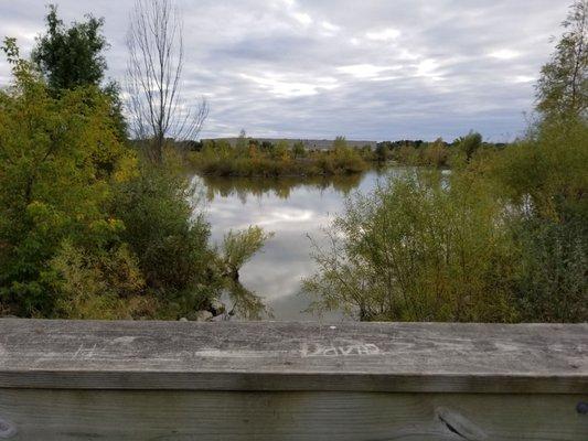 Wetland Pond view from one of the bridges.