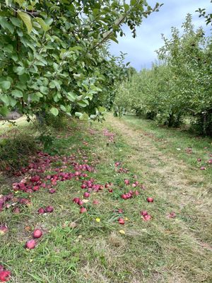 Orchards