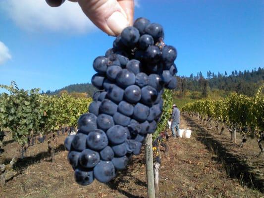 Ahhh, the wonderful Pinot Noir grape.