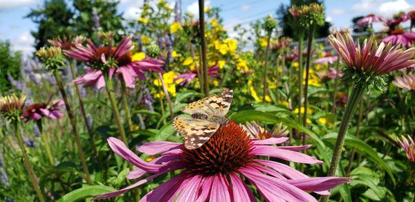 Pollinator Garden scene