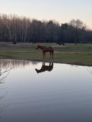 Horse pasture