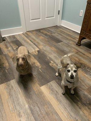 Wrigley and Keegan visiting Dr. Paige!  Happy as can be.