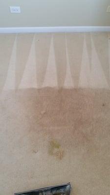 Carpet Cleaning Services with Green Carpet Cleaning Options Available