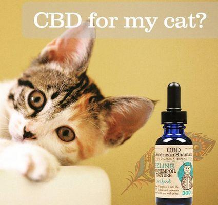 Your cats benefit from CBD too.