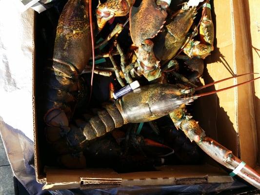 These monsters were 5+ pounds a piece - notice the chapstick in the photo!