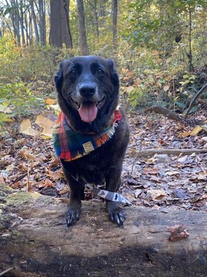 Hiking makes for happy dogs!