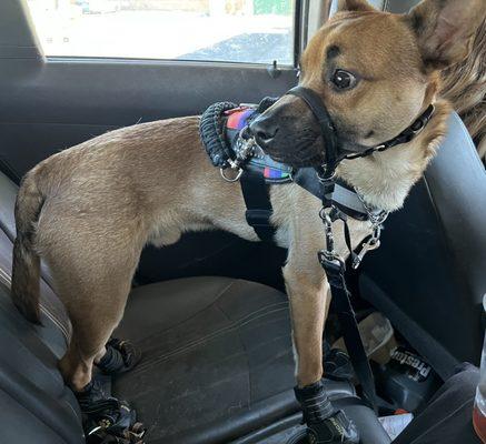 Dustin Orion Yuhnke, Belgian Malinios/Chihuahua Mix, 1 Year, Service Dog