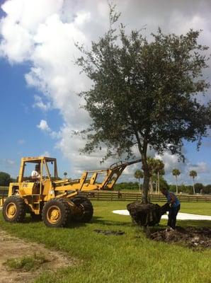 Oak tree planting