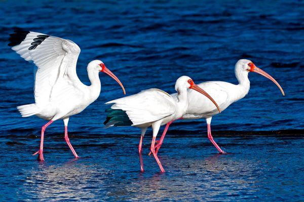 Three White Ibis