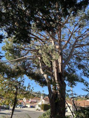 Cesareo Tree Service