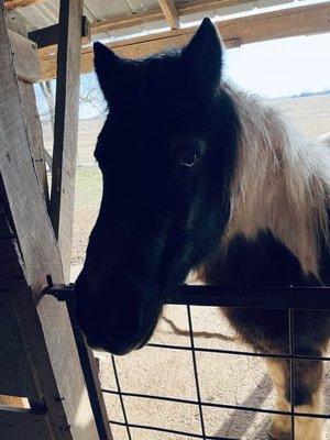 Geronimo, my 14 yr-old Welch pony.