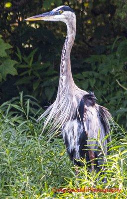 Biggest Blue heron I've ever seen. And posting so majestic!!