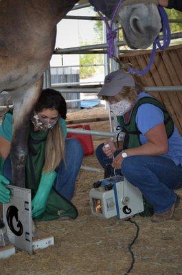 Dr. Ann Pearson takes an x-ray of a horse's hoof