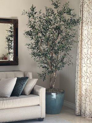 8' Olive tree