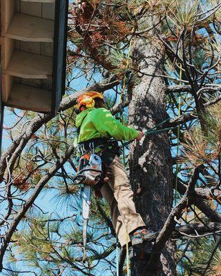 Removing branches overhanging client's roof