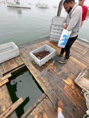 Picking lobsters from floating dock