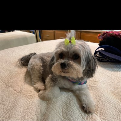 A happy, well groomed pooch!