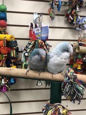 Baby Blue and pallid blue quakers parrots