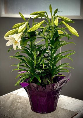 Easter Lily Plant