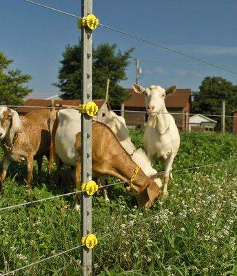 Goats on a Hi Tensile Fence