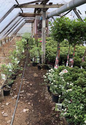 If only there was smell-o-vision. Just divine sweet flower scents in this greenhouse!