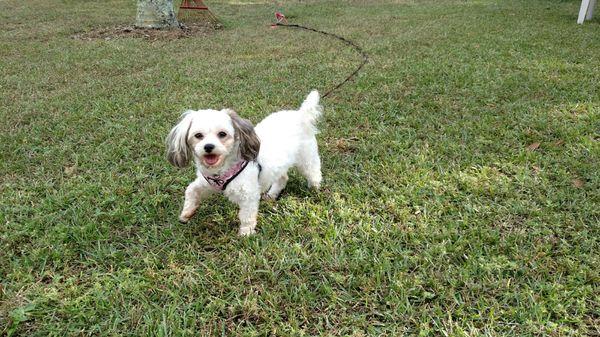 Molly becoming a happy snowbird