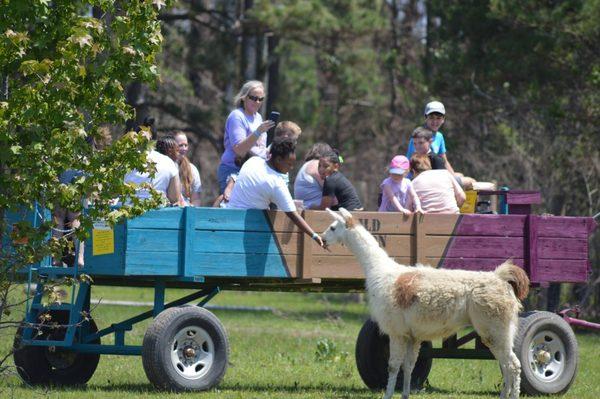 Wild Wagon Exotic Tour