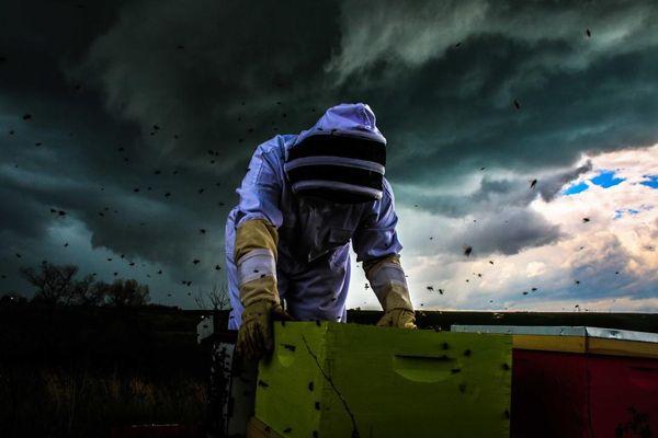 Our youth checking the bee hives.