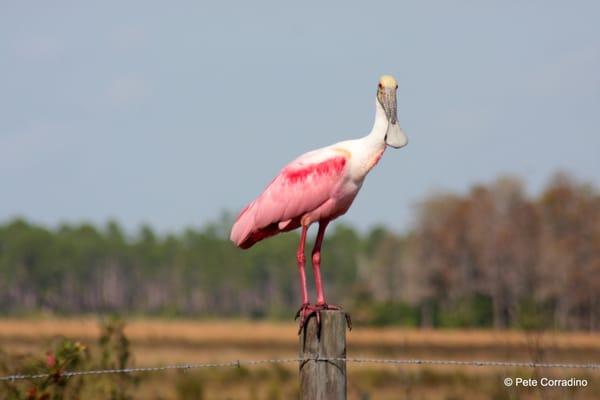 Roseate Spoonbill