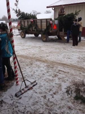 This is the horse-drawn Haywagon that takes you out to go pick a tree.