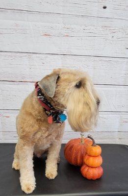 Dog Grooming job with Halloween Shoot