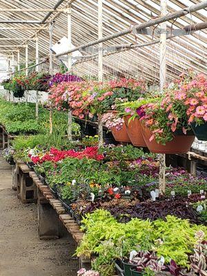 Greenhouse plants and hanging baskets