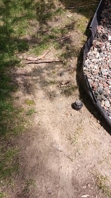 Tree roots washing away landscape.