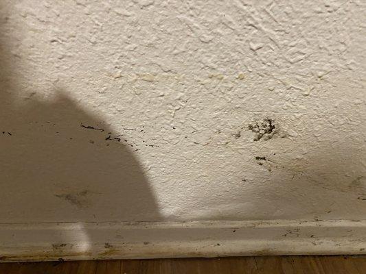 Mold growing in the wall! Fun!