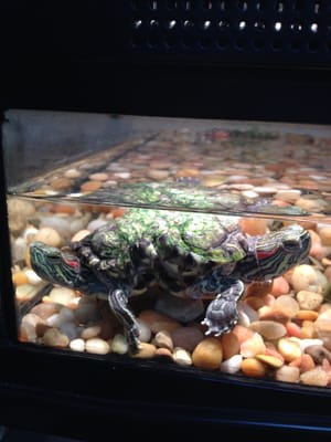 Come see the two headed turtle!