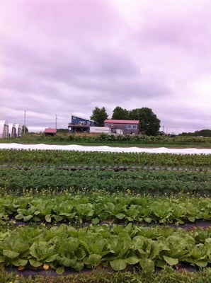 Fields of Plenty Farm: one of the many farms that produce crops for the full plate CSA.