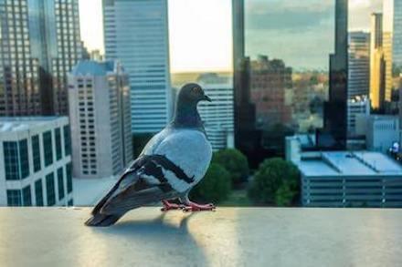 Pigeon Control Phoenix