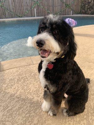 Ariel's first groom at Camp Bow Wow-Pearland! Such an awesome job!!!