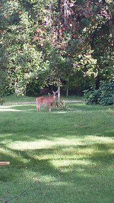 A deer that greeted us every era morning. They also have wild turkeys.