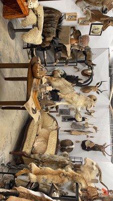 Taxidermy